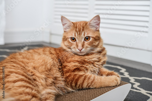 Cute ginger cat lying on the scratching post