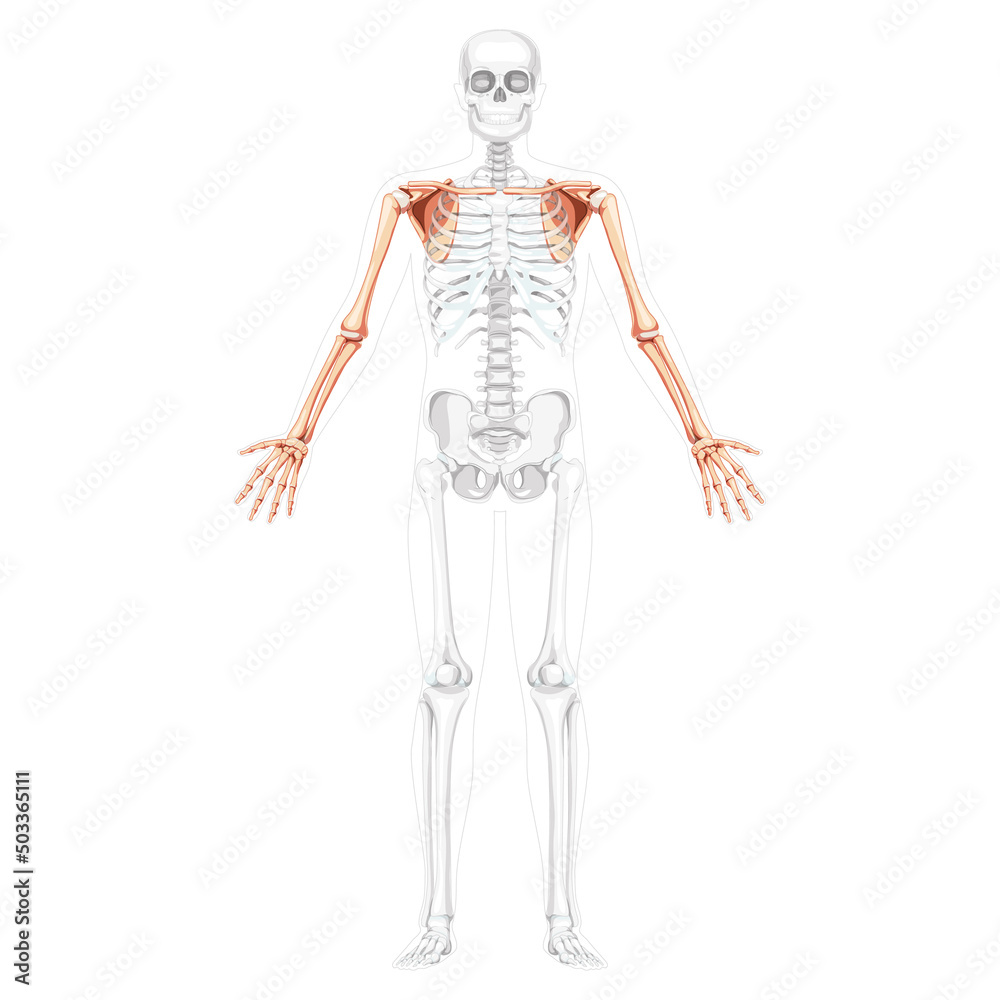 Skeleton upper limb Arms with Shoulder girdle Human front view with two arm poses with transparent bones position. Forearms realistic flat Vector illustration of anatomy isolated on white background