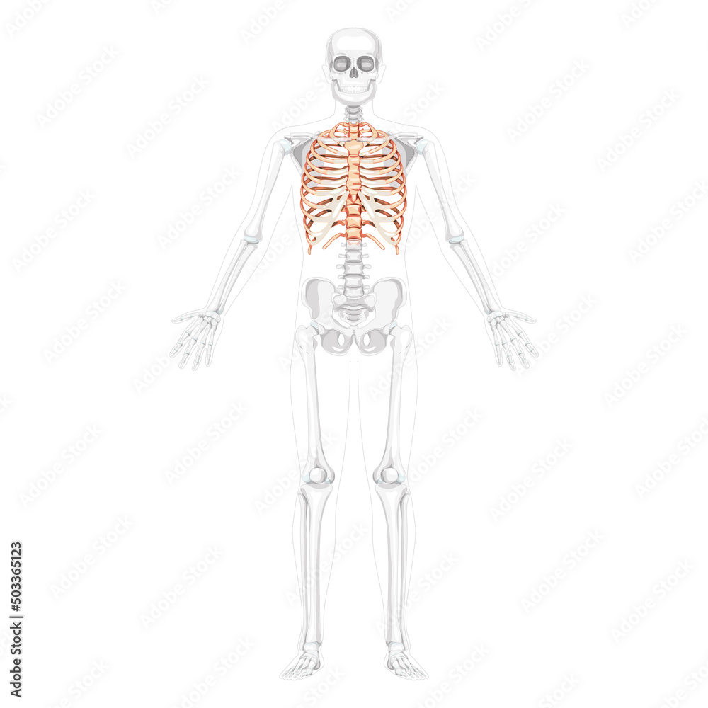 Rib cage Skeleton Human front Anterior ventral view open hands with partly transparent position. Set of realistic flat natural color concept Vector illustration of anatomy isolated on white background