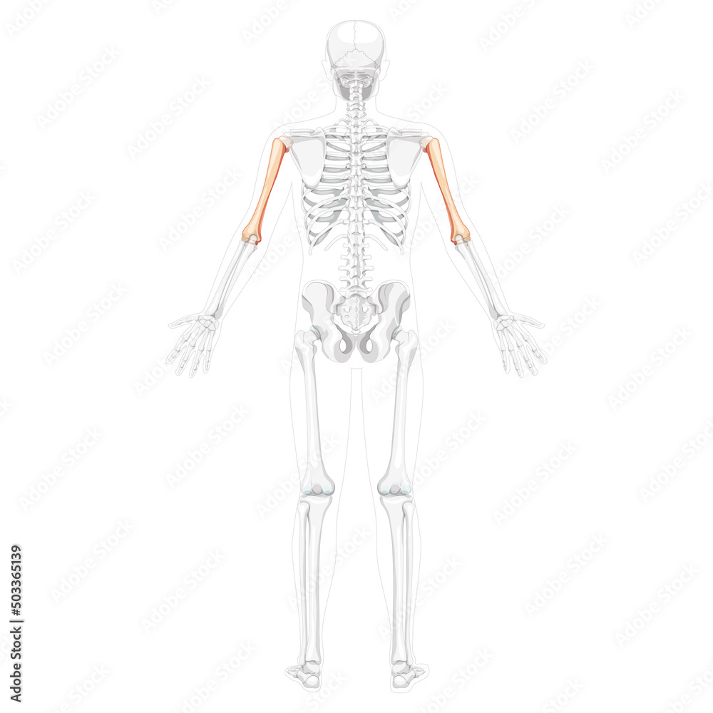 Skeleton Humerus arm Human back view with two arm poses with partly transparent bones position. Set of realistic flat natural color concept Vector illustration of anatomy isolated on white background Skeleton Humerus arm Human back view with two arm poses with partly transparent bones position. Set of realistic flat natural color concept Vector illustration of anatomy isolated on white background