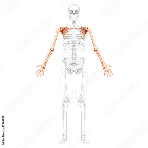 Skeleton upper limb Arms with Shoulder girdle Human front view with two arm poses with transparent bones position. Forearms realistic flat Vector illustration of anatomy isolated on white background