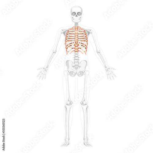 Rib cage Skeleton Human front Anterior ventral view open hands with partly transparent position. Set of realistic flat natural color concept Vector illustration of anatomy isolated on white background
