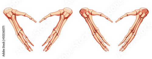 Hands Skeleton Human front view. Set of carpals, wrist, metacarpals, phalanges. Anatomically correct 3D realistic flat natural color concept Vector illustration of anatomy isolated on white background