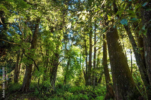 trees in the woods