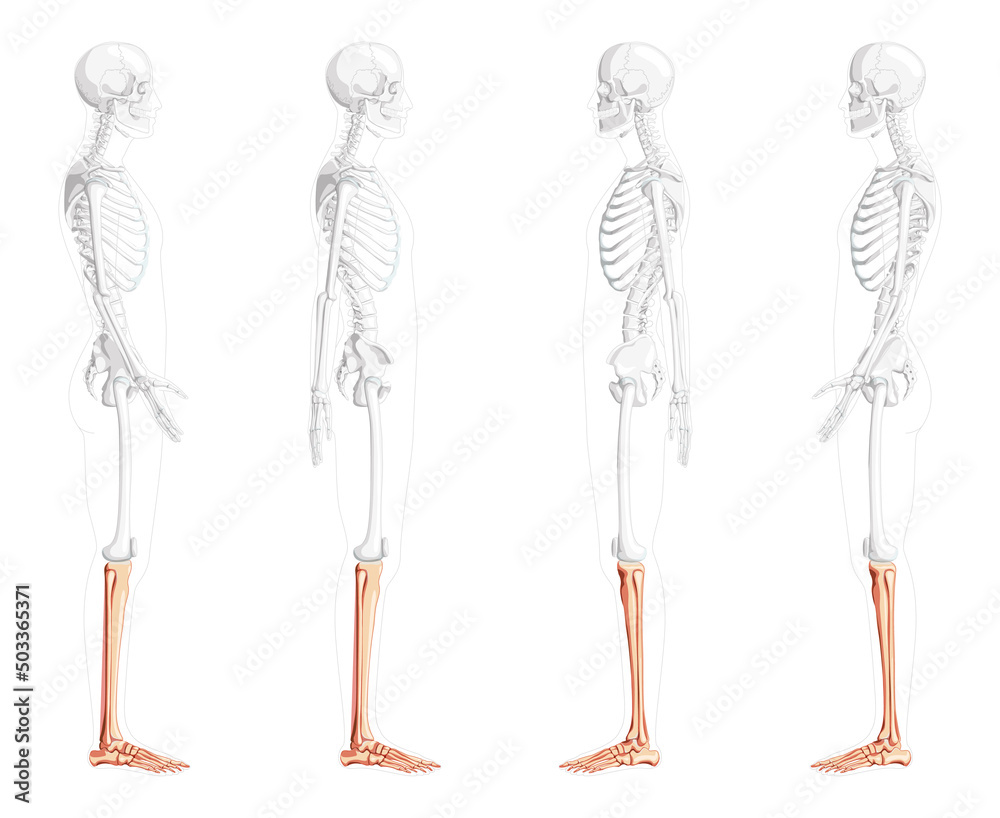 Skeleton leg tibia, fibula, Foot, Human side lateral view with with partly transparent bones position. Set of Anatomically correct realistic flat natural color concept Vector illustration isolated