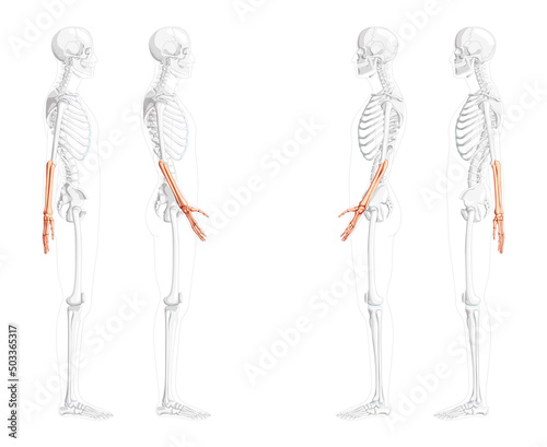 Skeleton Forearms Human ulna, hand side lateral view with partly transparent bones position. Set of realistic flat natural color concept Vector illustration of anatomy isolated on white background