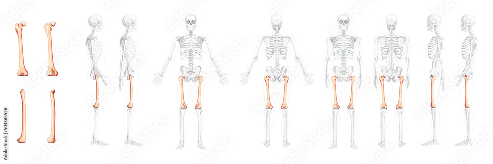 Set of Skeleton femur thigh bone Human front back side view with partly transparent bones position. Realistic flat natural color concept Vector illustration of anatomy isolated on white background