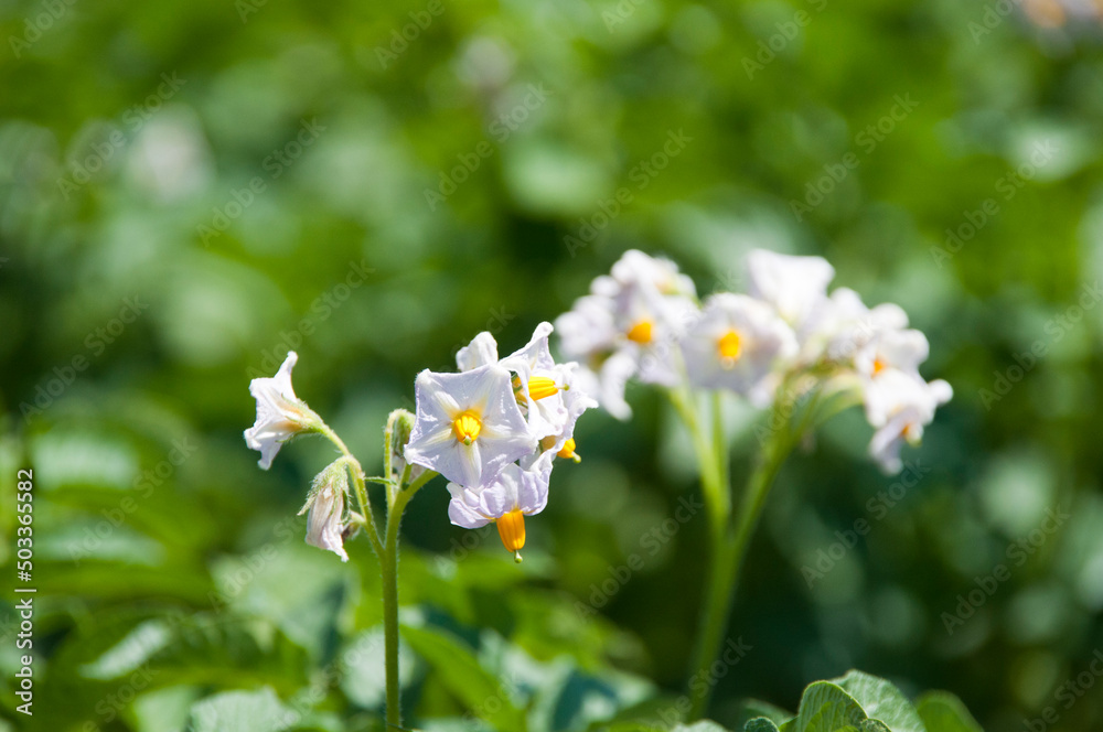 ジャガイモの花
ジャガイモの花