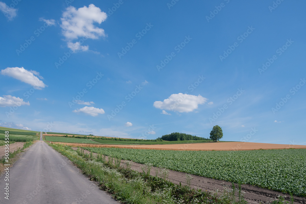 夏の畑作地帯を通る道路
