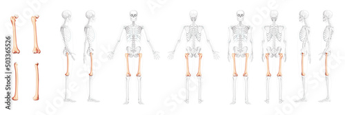 Set of Skeleton femur thigh bone Human front back side view with partly transparent bones position. Realistic flat natural color concept Vector illustration of anatomy isolated on white background
