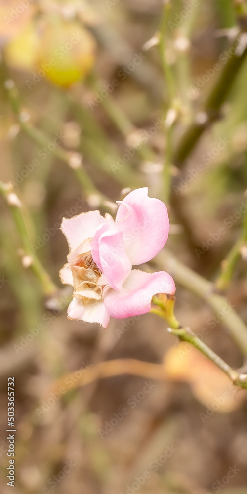 Fototapeta premium ぴんくの花
