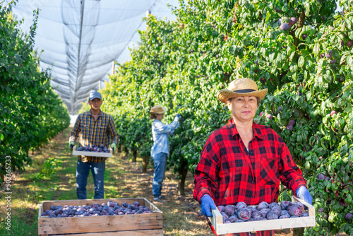 Portrait of elderly female gardener during harvesting of plums at farm plantation on sunny day