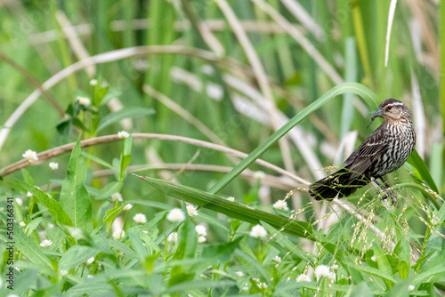 Red winged blackbird