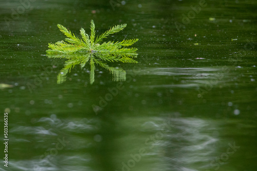 Cypress Leaf in the water