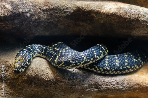 Australian Broad-headed Snake at an Australian Zoo exhibit (Hoplocephalus bungaroides) photo