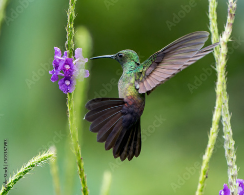 Bronze-tailed plumeleteer hummingbird feeding from a purple Porter's Weed plant in Costa Rica