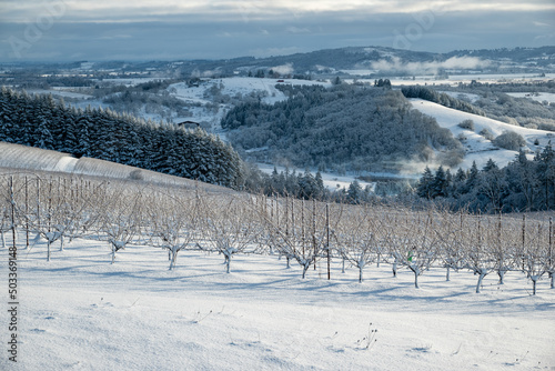 Rows of snow covered winter vines, wire trellises and metal stakes, in the foreground, snow covered blocks of vines and fir trees behind, an Oregon view in winter.