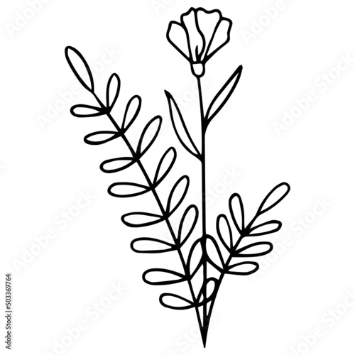 Fototapeta Naklejka Na Ścianę i Meble -  Flower Plant Leaves hand drawn Line Art Illustration