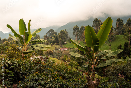 Coffee and banana farm peasant Eje Cafetero Quindio Amernia photo