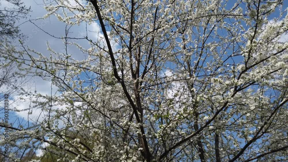 Apricot flowers on tree branches. Apricot flowers on tree branches.