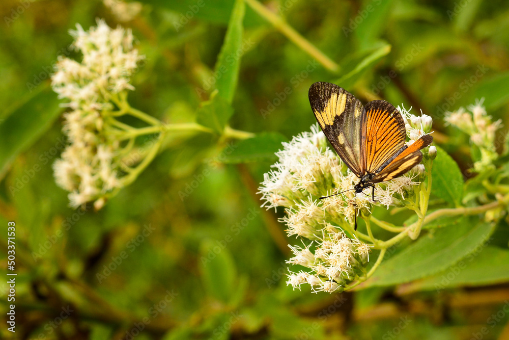 actinote butterfly in the tree actinote butterfly in the tree