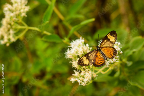 actinote butterfly in the tree