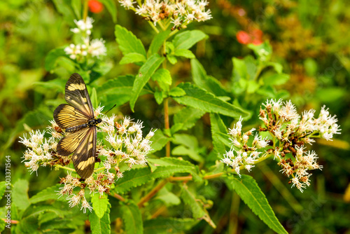 actinote butterfly in the tree photo