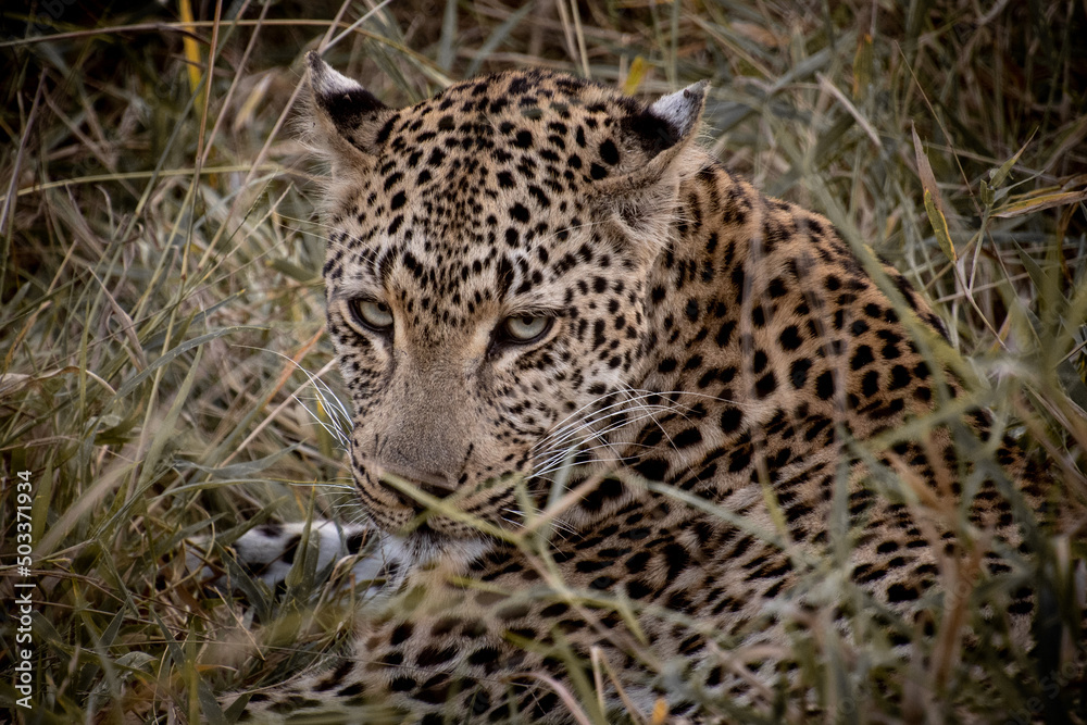 Fototapeta premium close up of leopard