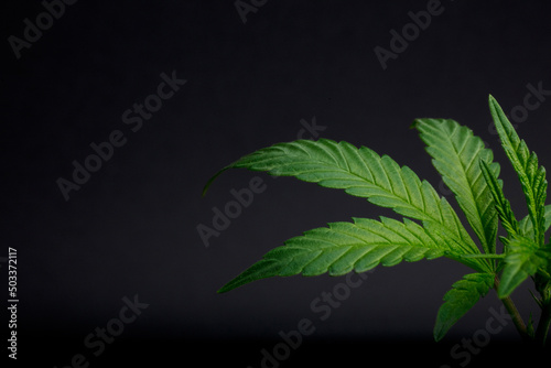 Marijuana leaves  cannabis on a dark background  beautiful background  indoor cultivation