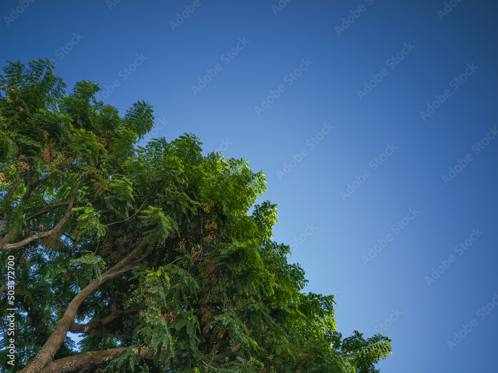 Obraz premium Blue and Green Tree and Sky Cover Photograph, 