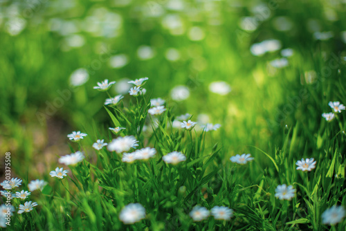 flowers in the grass