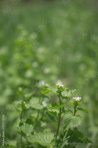 flowers in the garden