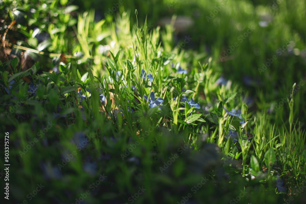 Blue flower in Spring Blue flower in Spring