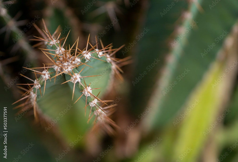 Macro Cute Green spike cactus houseplant.