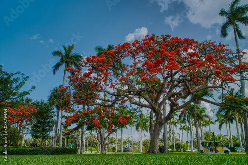 Royal poinciana flower in Palm Beach, Florida