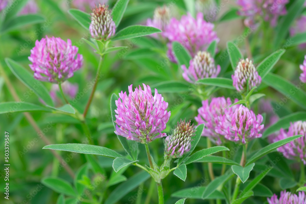 Zigzag clover, Trifolium medium in blossom Zigzag clover, Trifolium medium in blossom