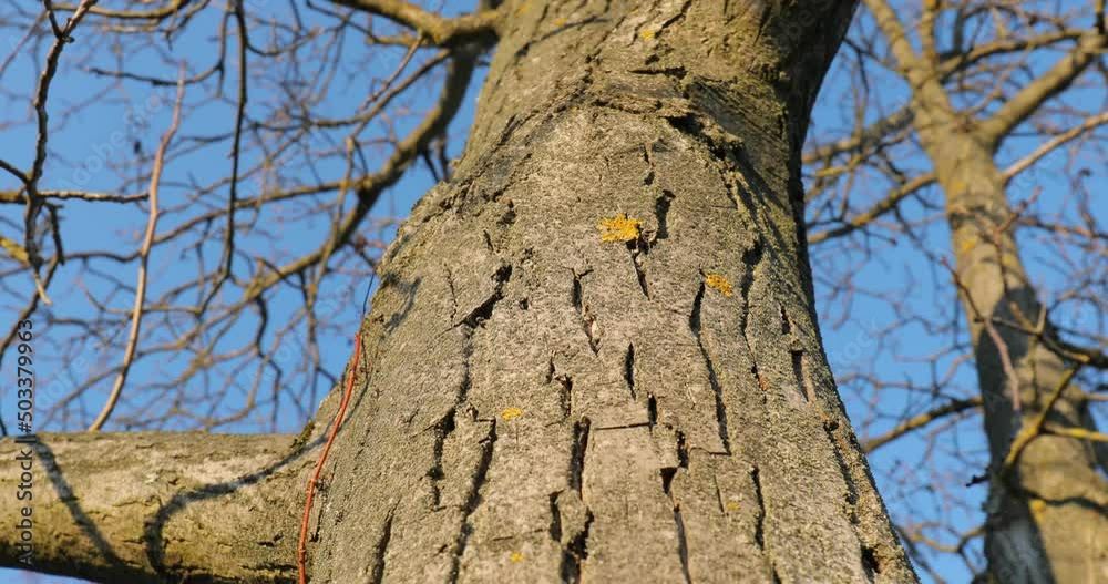 Tree trunk in a forest