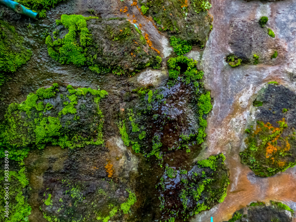 Walls in the garden with cement and natural stone overgrown with moss, as decorations to present a natural atmosphere at home Walls in the garden with cement and natural stone overgrown with moss, as decorations to present a natural atmosphere at home