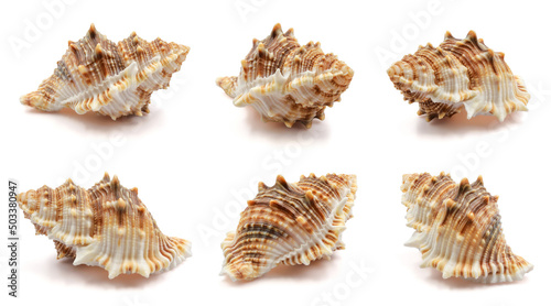 seashell isolated white background