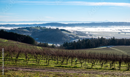 A morning view of an Oregon vineyard shows green between rows of grapevines and low mist in the valley beyond under a soft blue sky.