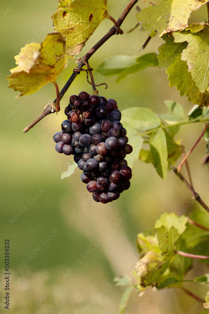 Red grapes hanging in a vineyard - vertical