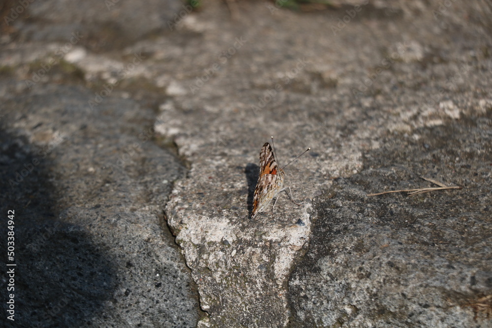 ant on the ground ant on the ground