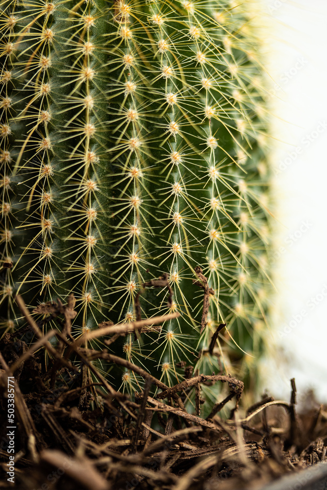 Cactus
