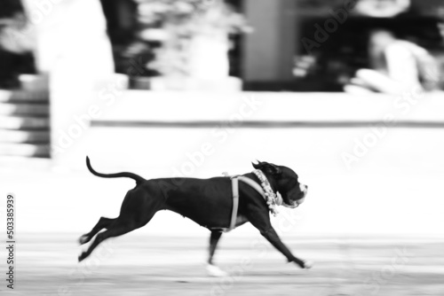 Perro Corriendo