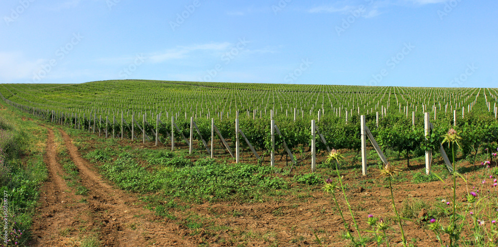 A large grape field extending beyond the horizon.