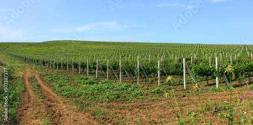 A large grape field extending beyond the horizon.