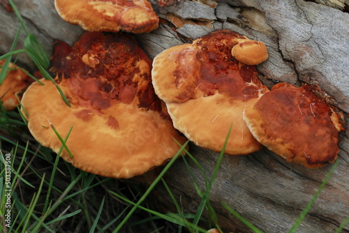 The orange red fungus mushrooms growing on log