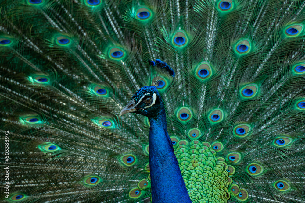 Obraz premium Close up of peacock