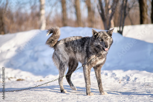 Dog on a leash in winter in the snow in a Russian village.