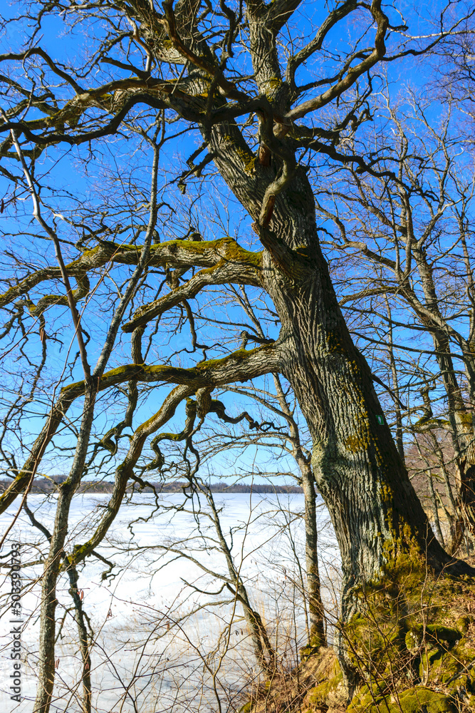 bare tree trunks in spring, old trees on the lake shore bare tree trunks in spring, old trees on the lake shore